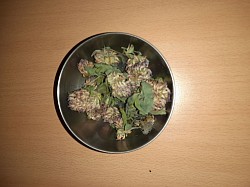 Rotklee
