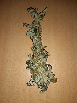 Räucherbündel aus Beifuß nur wenige Auflager, pro Bündel 4€.