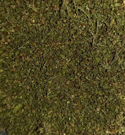 Brennnesselsamen auf Lager. 5€